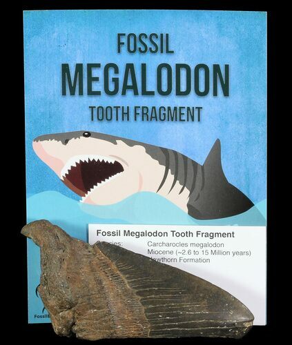 Real Fossil Megalodon Partial Tooth - 3-4" - Photo 1